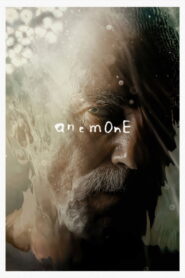 Anemone – 2025